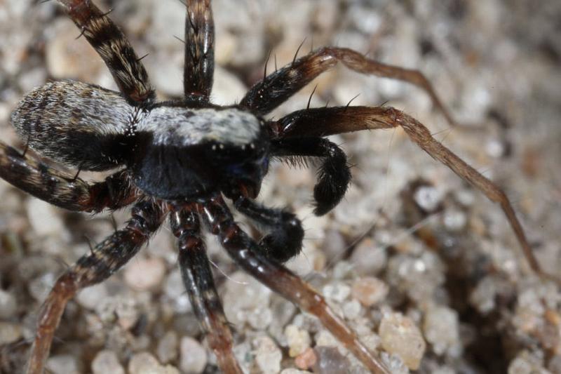 Pardosa_lugubris_D7408_Z_87_NP De Hoge Veluwe_Nederland.jpg